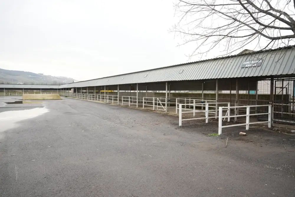 Bursa Yenişehir Canlı Hayvan Pazarı 9 Ay Sonra Yeniden Açıldı