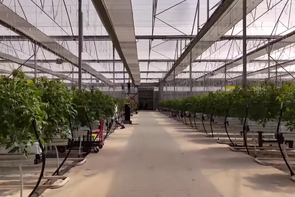 Çaycuma Sera Organize Tarım Bölgesi'nde Üretim Başladı