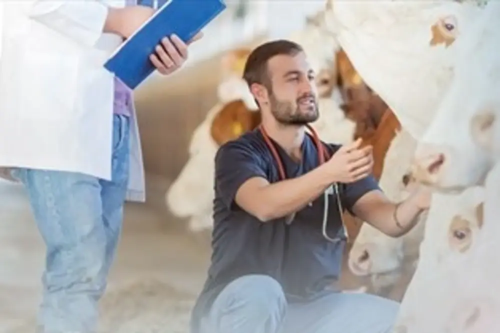 Denizli Büyükşehir Belediyesi Hayvancılık Destek Projesi İkinci Dönem Başvuruları Başlıyor