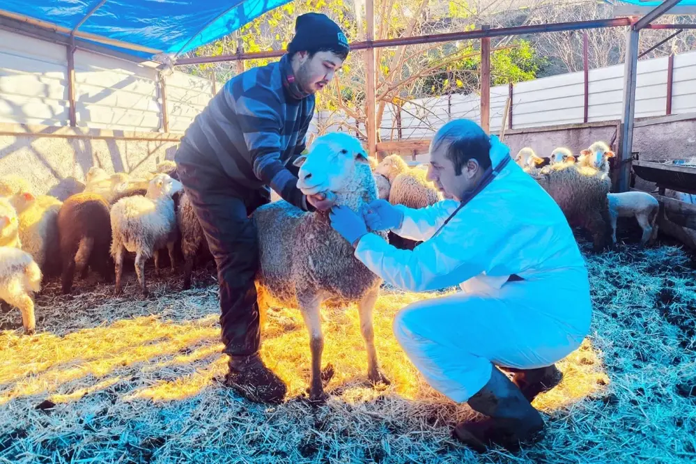 Giresun Bulancak'ta Hastalıktan Ari Koyunculuk İşletmesi Sertifikası Aldı
