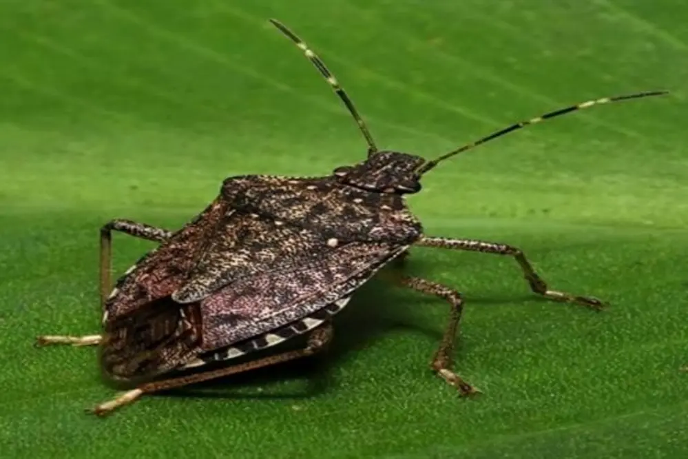 İstanbul'da Kahverengi Kokarca Zararlısı Hakkında Uyarı Yapıldı