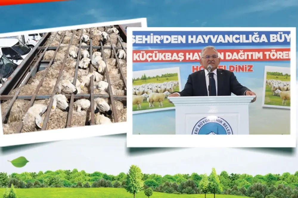 Kayseri'de Koyun Dağıtım Projesiyle Küçükbaş Hayvan Varlığında 150 Bin Başlık Artış