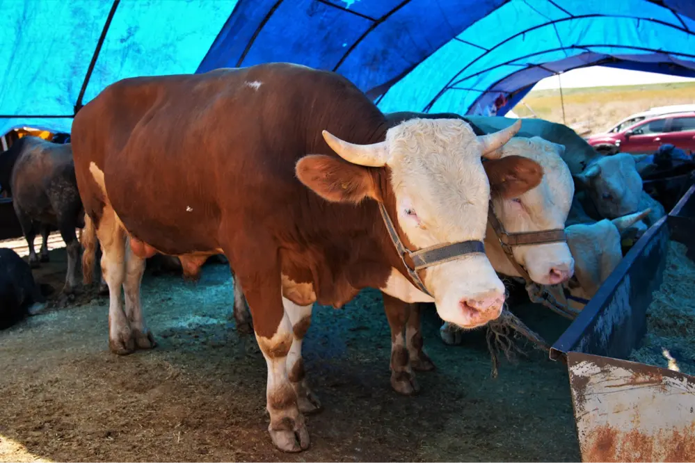 Keçiören Kurban Satış Yeri Başvuruları 10 Nisan'da Başlıyor