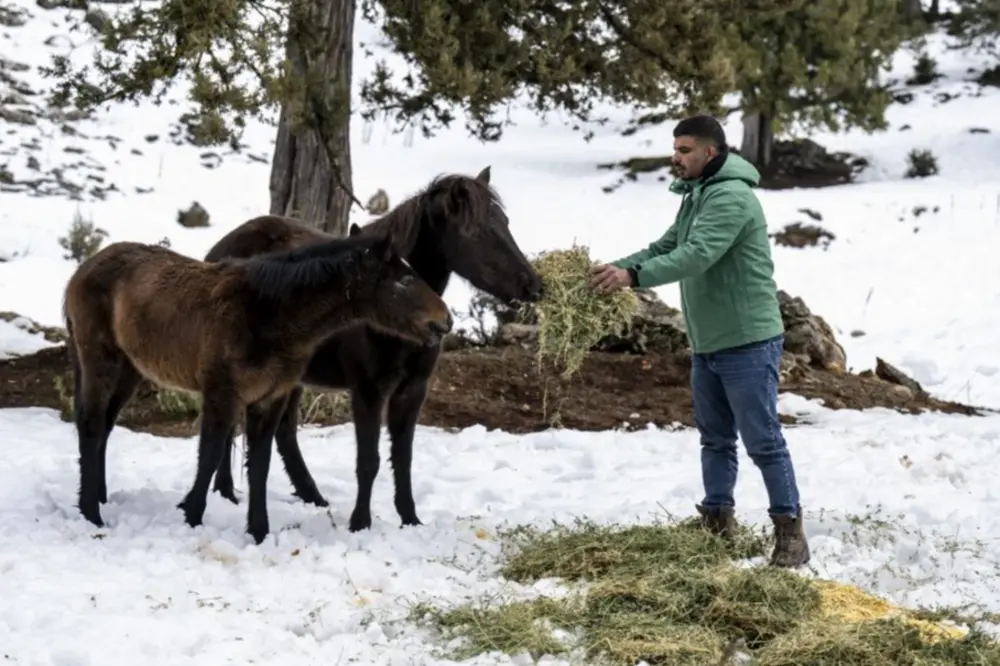 Mersin Büyükşehir Belediyesi Toroslar'da Yılkı Atlarını Kışın Besledi
