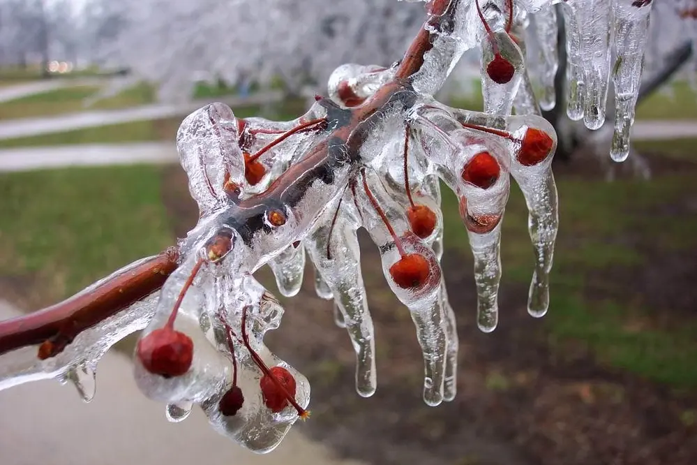 Meyve ve Sebze Üretiminde Don Riskine Karşı Koruma Yöntemleri