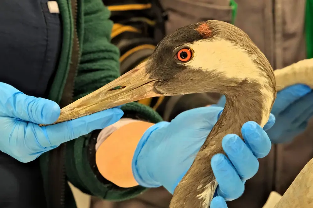 Sakarya’da Yaralı Turna Kocaeli Ormanya’da Tedavi Edildi