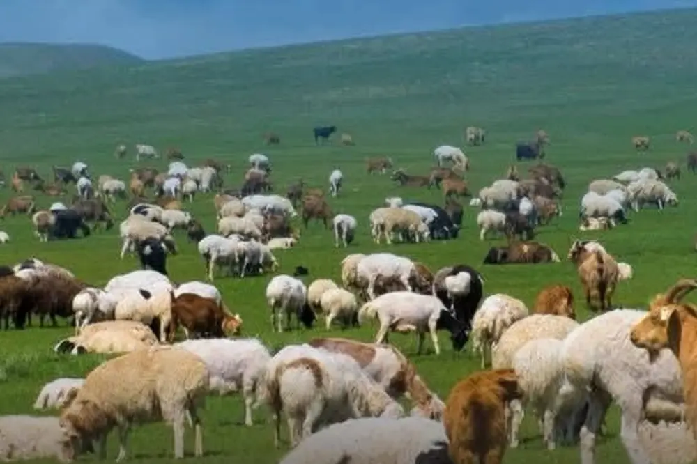 Trakya’da Küçükbaşa Destek Projesi Başvuruları Başladı: Son Tarih 30 Nisan