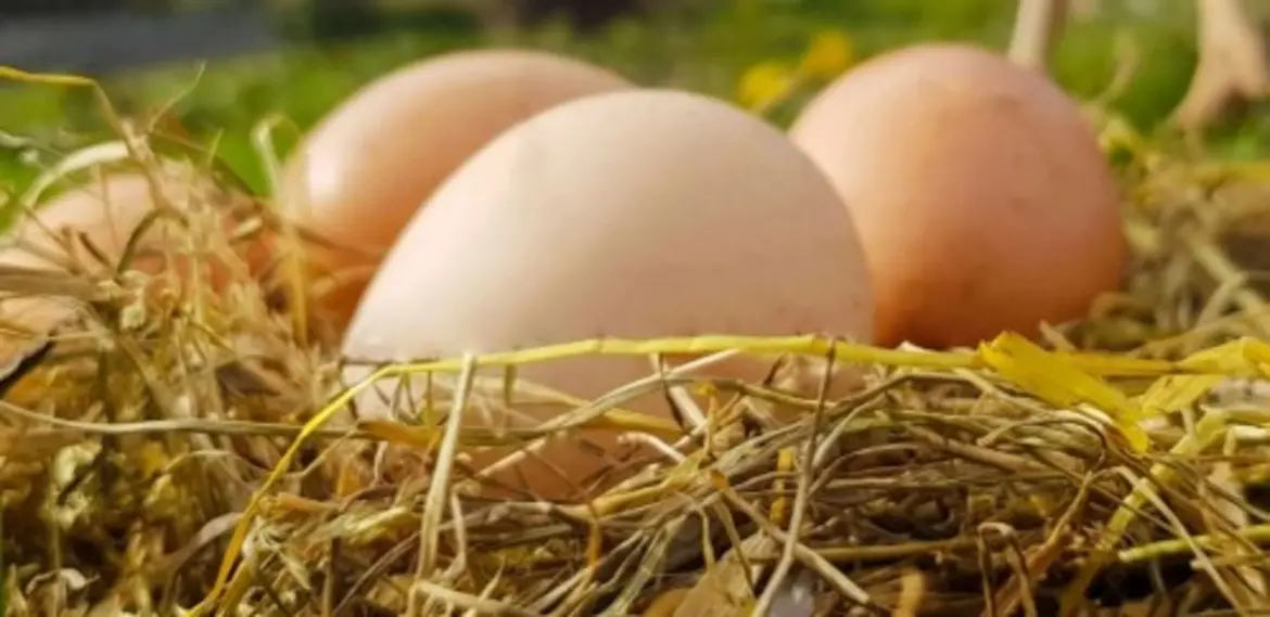 TÜİK Kümes Hayvancılığı Verileri: Şubat Ayında Yıllık Artış, Aylık Düşüş