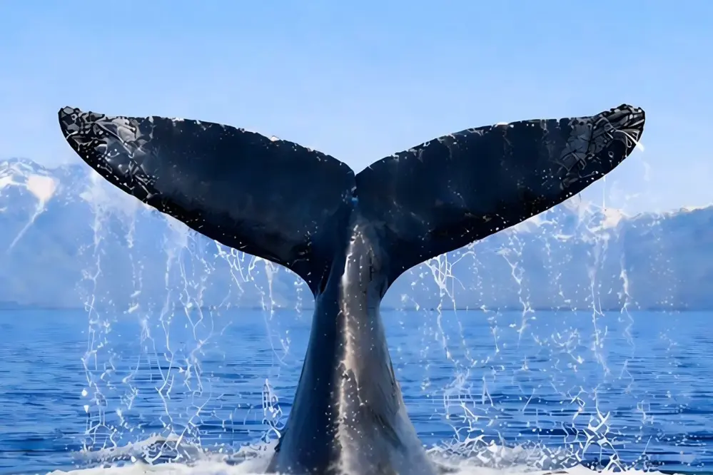 Türkiye Uluslararası Balinacılık Komisyonu'na Üye Oldu