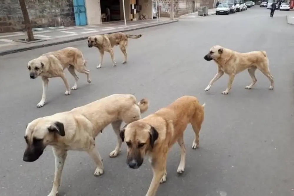 Yozgat’ta Sahipli Köpeklere Kuduz Aşısı ve Mikroçip Zorunluluğu Devam Ediyor